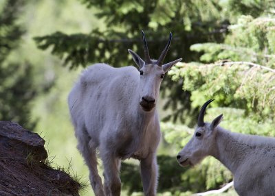 Mountain Goat (Oreamnos americanus)