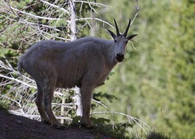 Mountain Goat (Oreamnos americanus)