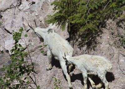 Mountain Goat (Oreamnos americanus)