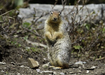 Wyoming Ground Squirrel  (Spermophilus elegans)