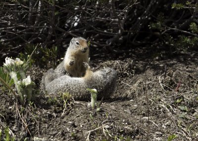 Wyoming Ground Squirrel  (Spermophilus elegans)