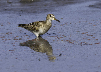 Pectoral Sandpiper