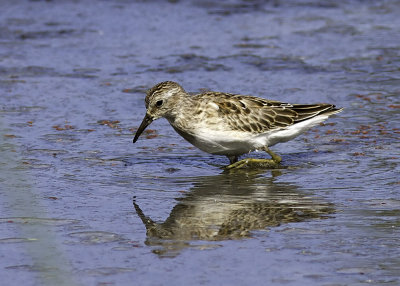 Pectoral Sandpiper