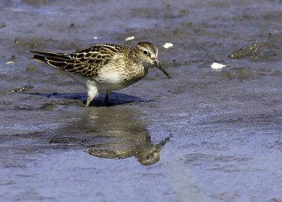 Pectoral Sandpiper