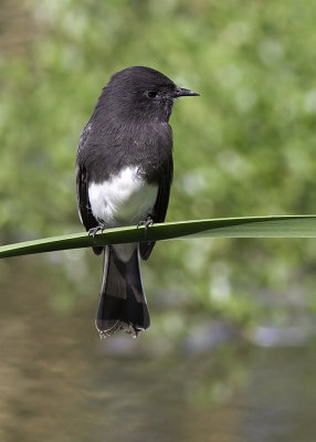 Black Phoebe