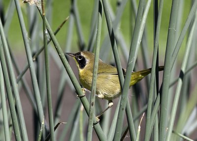 Common Yellowthroat