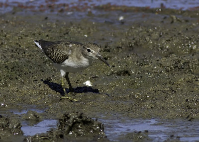Spotted Sandpiper