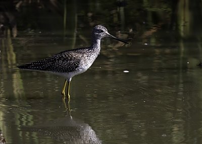 Greater Yellowlegs