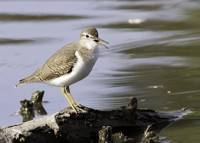 Spotted Sandpiper