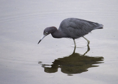 Little-blue Heron