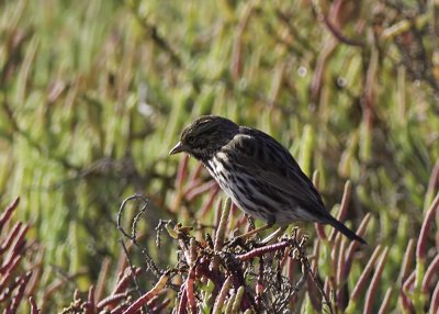 Savannah Sparrow