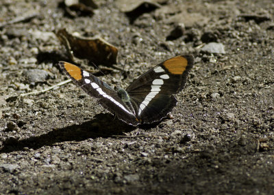 California Sister (Adelpha californica)