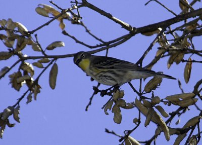 Yellow-rumped Warbler