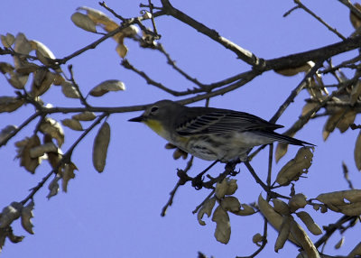 Yellow-rumped Warbler