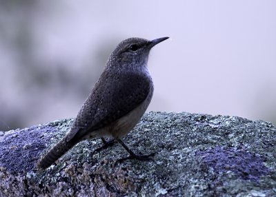 House Wren