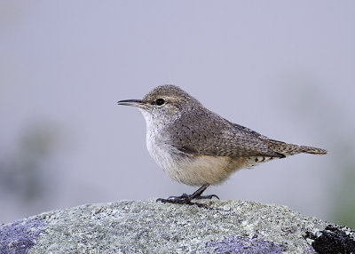 House Wren