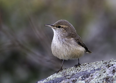 House Wren