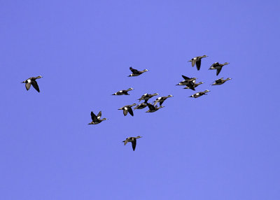 American Wigeon