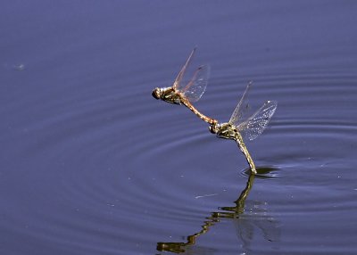 California Darner