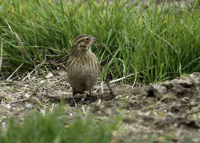 Chestnut-collared Longspur