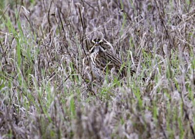 Savannah Sparrow