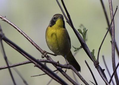 Common Yellowthroat