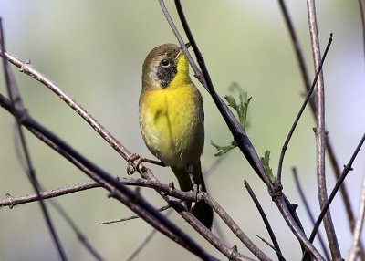 Common Yellowthroat