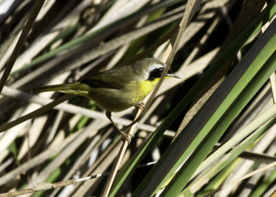 Common Yellowthroat