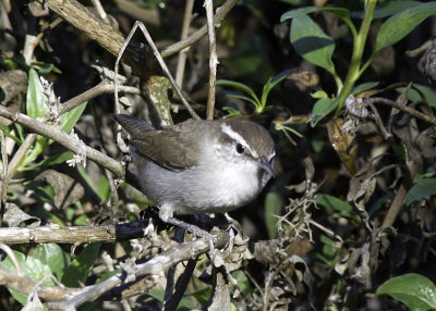 Bewick's Wren