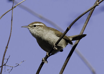 Bewick's Wren