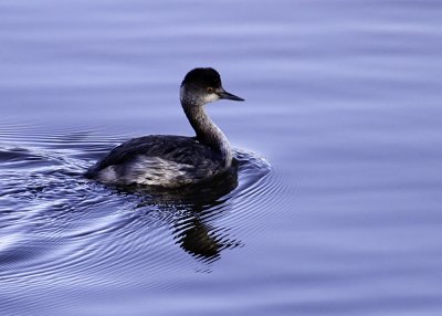 Eared Grebe