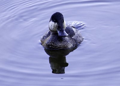 Ruddy Duck