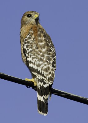 Red-shouldered Hawk