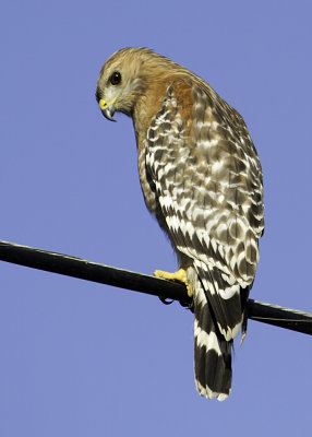 Red-shouldered Hawk