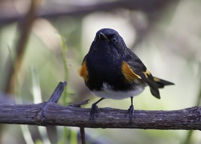 American Redstart (Male)