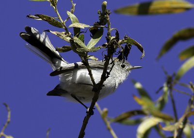 Blue-gray Gnatcatcher