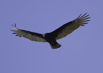 Turkey Vulture (immature)