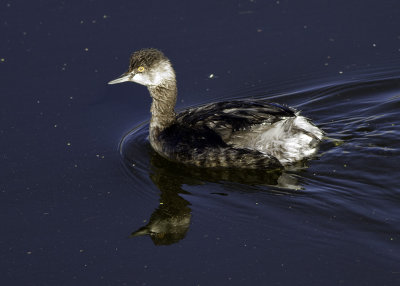 Eared Grebe