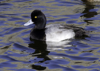 Greater Scaup