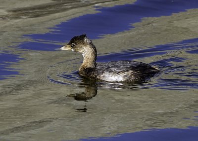 Pied-billed Grebe