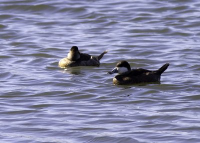Ruddy Duck