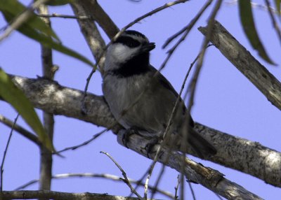 Mountain Chickadee