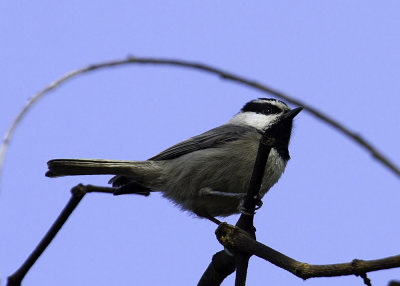 Mountain Chickadee