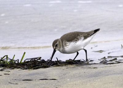 Dunlin