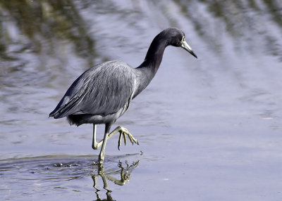 Little-blue Heron