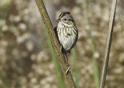 Chipping Sparrow