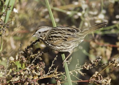 Song Sparrow