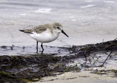 Western Sandpiper