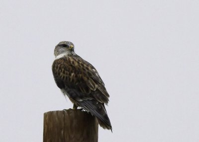 Ferruginous Hawk