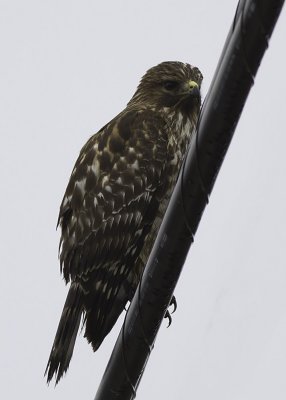 Red-shouldered Hawk